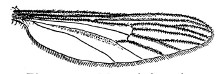 Fig. 150. Mosquito's wing.
