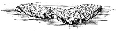 Fig. 151. Raft of eggs, greatly enlarged.
