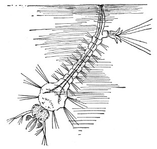 Fig. 152. The larva or wiggler.