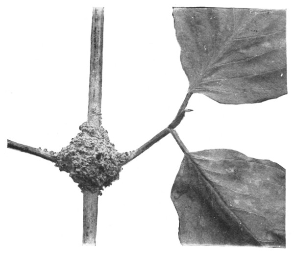 Fig. 158. A stable made by ants for plant-lice.