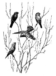 Fig. 178. Cowbirds.