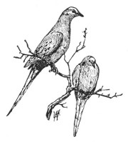 Fig. 180. Mourning doves.