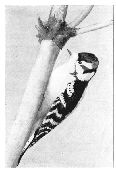 Fig. 183. Downy woodpecker.