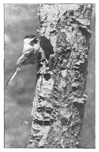 Fig. 187. A chickadee at the entrance to its nest.