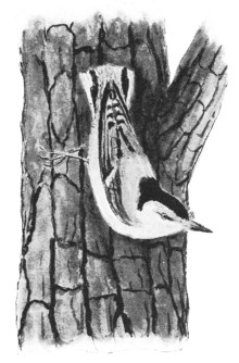 Fig. 188. The nuthatch, one of the winter birds.