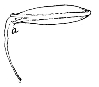 Fig. 192. The root and peg.