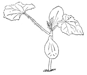 Fig. 200. Marking the root.