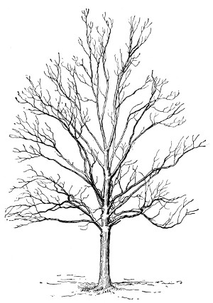 Fig. 204. Pignut Hickory. This and Fig. 203 are from "Lessons with Plants."
