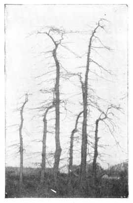 Fig. 207. Pepperidge or Sour Gum. The oddest of New York trees.