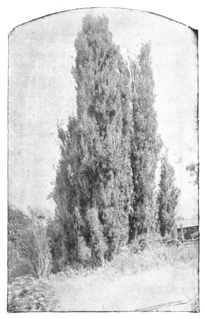 Fig. 210. Group of Lombardy Poplars. From Bulletin 68.