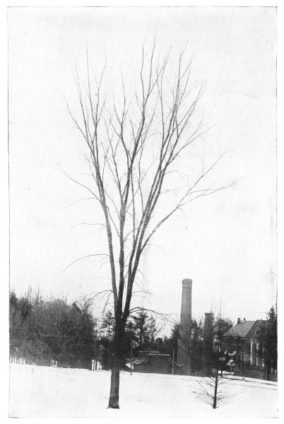 Fig. 211.  The American Elm, one of the most typical of vase-form trees.