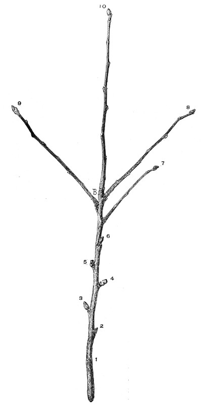 Fig. 216.—A two-year-old shoot from a young apple tree. Half size.