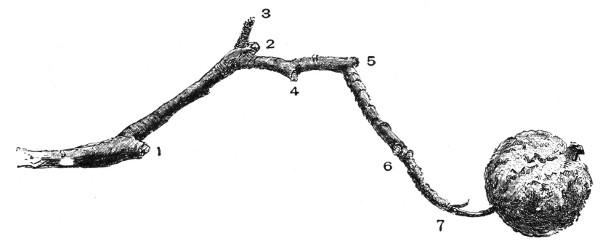 Fig. 218.—A fruit-spur which has borne six apples.  Half size.