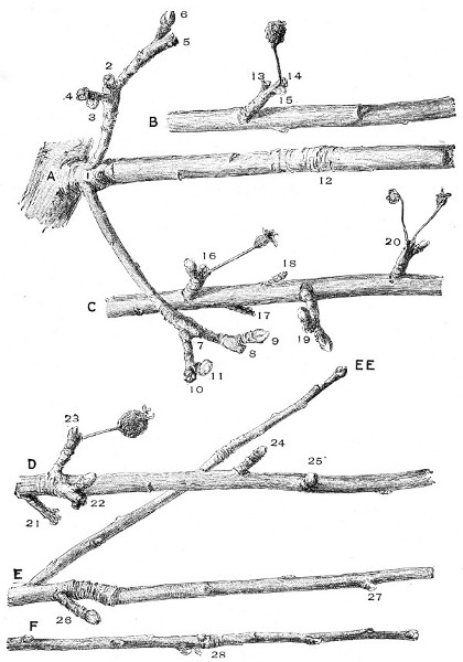 Fig. 219. A seven-year-old apple twig and its curious history. (Half size.)