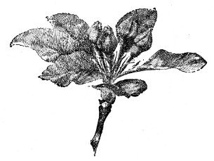 Fig. 223.  Opening of an apple bud.