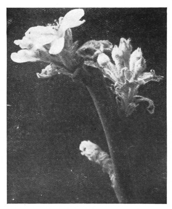 Fig. 224. Apple flowers in midwinter.