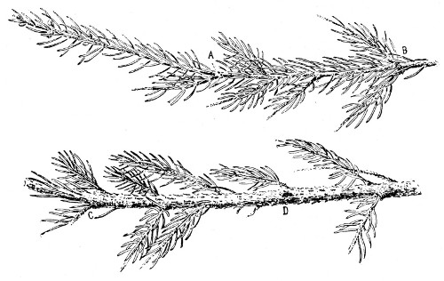 Fig. 240. Twig of the common Norway spruce. Half natural size.
