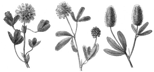 Fig. 247.  Three clovers, respectively, Buffalo, Yellow, and Rabbit-foot clover.