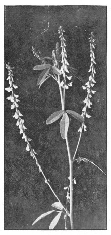 Fig. 249.  White sweet clover.