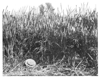 Fig. 252.  Weak, narrow-leaved grasses grow in the cat-tail forest.
