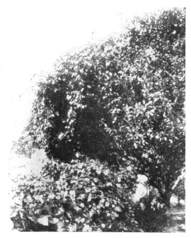 Fig. 253. The wild grape covers the treetop, and the children play in the bower. The grape is searching for light.