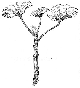 Fig. 257. Geranium cutting. One-half natural size.