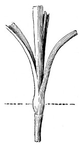 Fig. 258. Carnation cutting. Natural size.