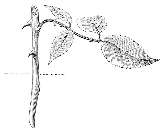 Fig. 259. Rose cutting. More than one-half natural size.