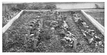 Fig. 260.  Cutting-bed, showing carnations and roses.