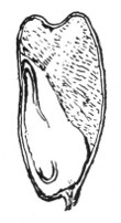 Fig. 279. Section of kernel of corn, showing the embryo, and the food supply at one side of it (at the right)
