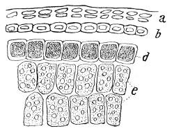 Fig. 280. Section of grain of wheat.
