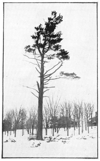 Fig. 281. A pine tree pruned by the storm.