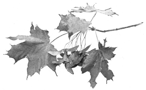 Fig. 288. Leaves and fruits of Norway maple.