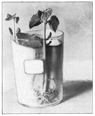 Fig. 300.  The bean plants that were grown by the third-grade child.