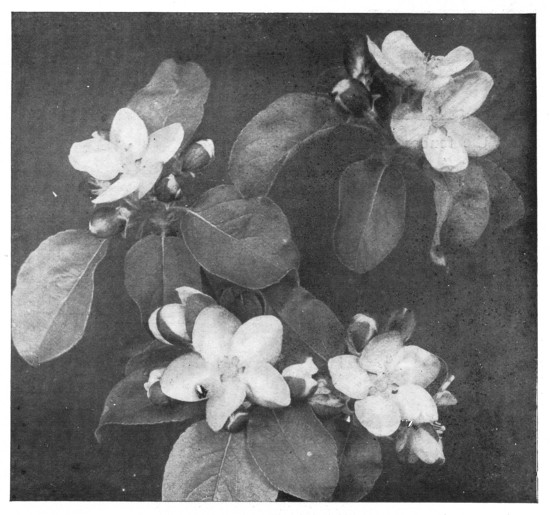 Fig. 302. These are the flowers that make the apples. How many clusters are there?