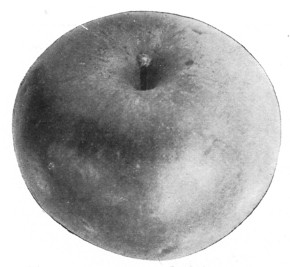 Fig. 304. The Baldwin apple. How many kinds of apples do you know?