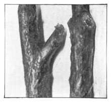 Fig. 312. The wrong way and the right way to remove a limb.