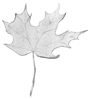 Child's drawing of a maple leaf. Fifth grade. (Reduced.)