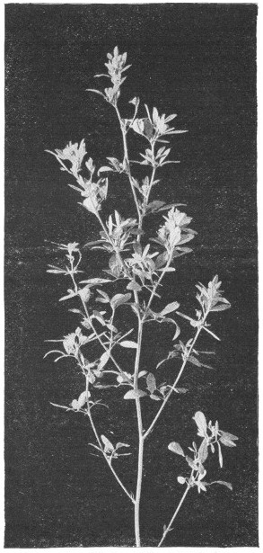 Fig. 316. Sprig of the alfalfa plant.