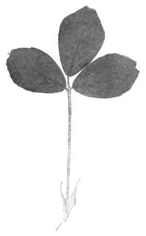 Fig. 317. What leaf is this? Is it enlarged?