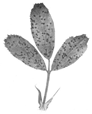Fig. 318. Leaf of alfalfa. What significance have the spots?