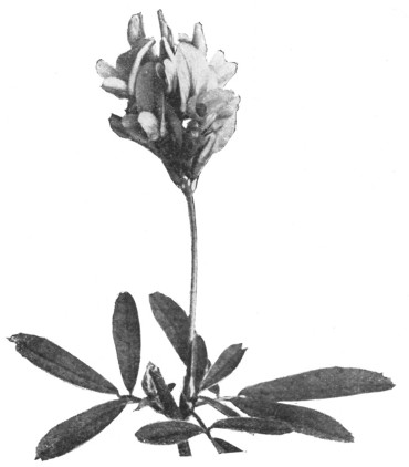 Fig. 319. Flowers of the alfalfa. Are they natural size?