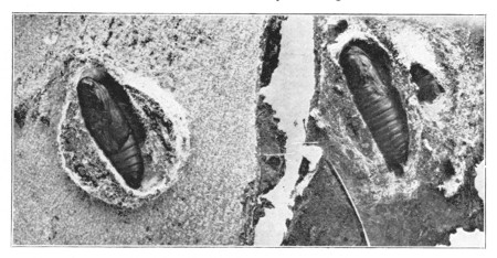 Fig. 326. Pup of the codlin-moth in cocoons, enlarged.
