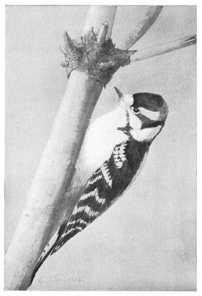 Fig. 327. The downy woodpecker.