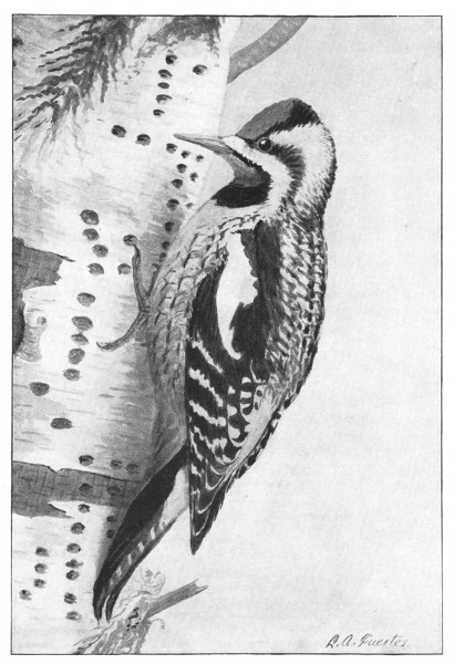 Fig. 328.  The sapsucker.  Compare this picture with that of the downy woodpecker in Fig. 327.