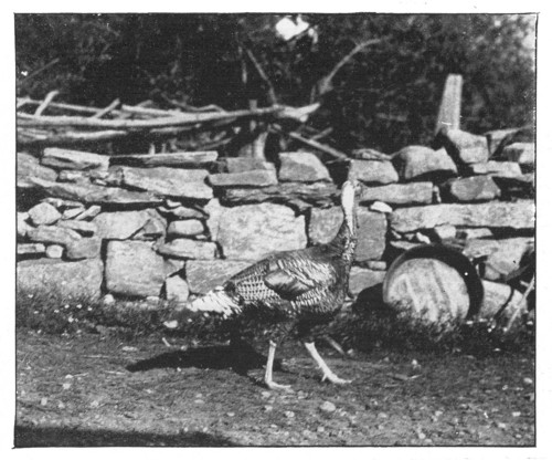 Fig. 332. A turkey likes to roam through the fields.