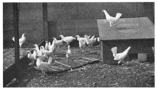 Fig. 336. A coop of chickens.