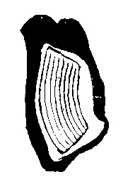Fig. 340. The cicada's drum.