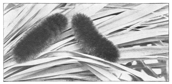 Fig. 343. Woolly-bear, natural size.