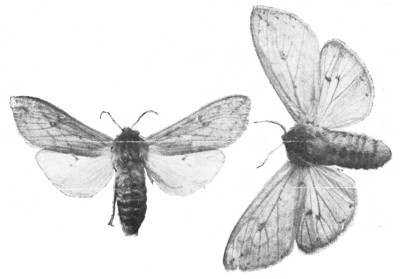 Fig. 344. Isabella tiger moths, male and female. The red
and black woolly-bear is the larva or caterpillar of this
moth. The smaller moth is the male.